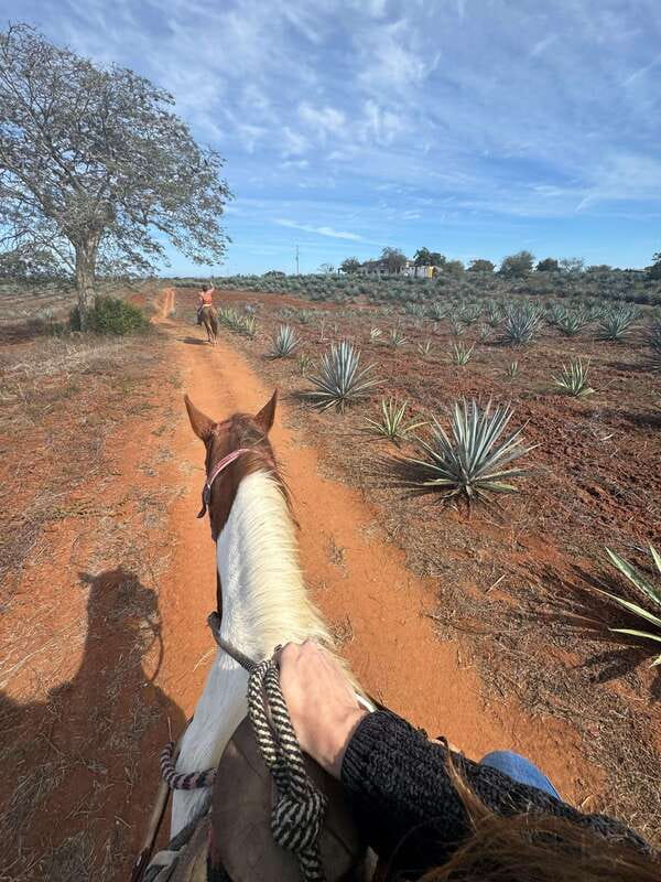 Jungle and beach horseback ride + lunch + mezcal - Who Will Love This Tour