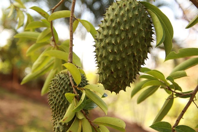 Jungle Bike Tour - Who Will Enjoy the Jungle Bike Tour?