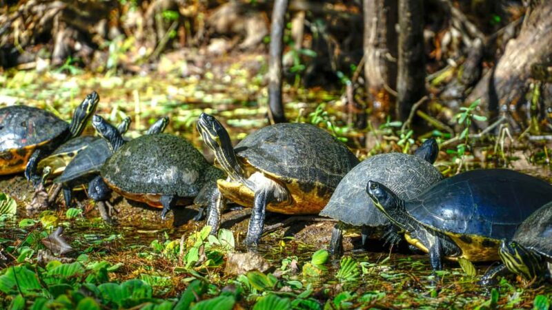 Jupiter: Wild and Scenic Loxahatchee River Kayak Tour - Watching Florida Wildlife: Birds, Turtles, and More