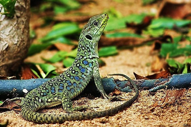 Jurassic Hiking tour to footprints of dinosaur in Espichel Cape - Transport and Group Size Advantages