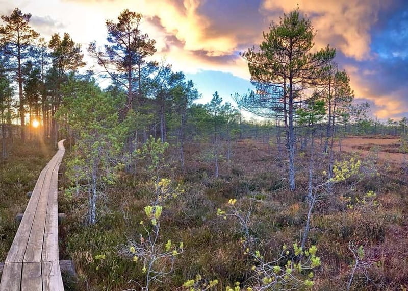 Jurmala,Kuldiga,Ragaciems Beach, Kemeri N park, Food & Drink - Kemeri National Park and the Swamp Walk Experience