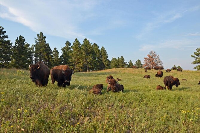 Just You & Your Group: Rushmore, Custer State Park & Crazy Horse - Discover the Black Hills with a Private Tour from Rapid City
