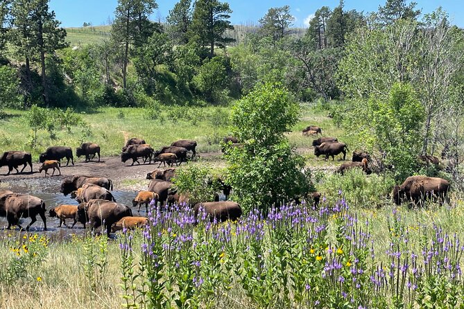 Just You & Your Group: Rushmore, Custer State Park & Crazy Horse - Wildlife and Natural Beauty in Custer State Park