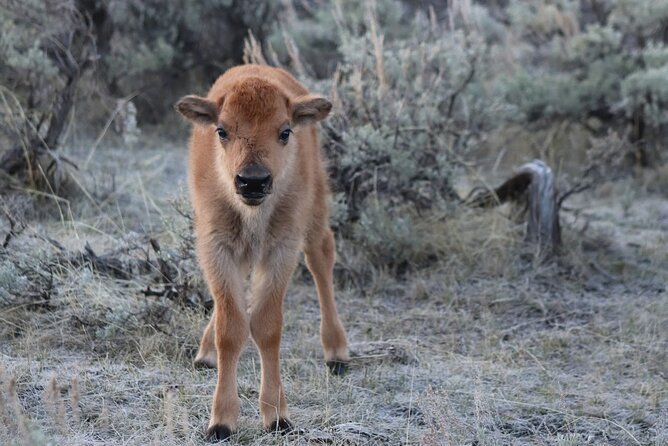Just You & Your Group: Rushmore, Custer State Park & Crazy Horse - Visiting the Needles Eye and Sylvan Lake