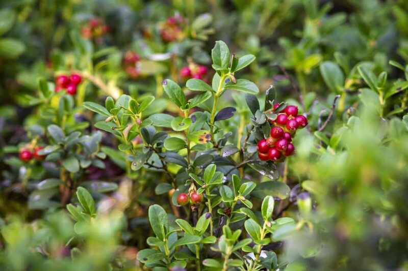 Jyvaskyla: Berry Picking Tour with Pancakes - Secret Berry Foraging Locations in Finnish Lakeland