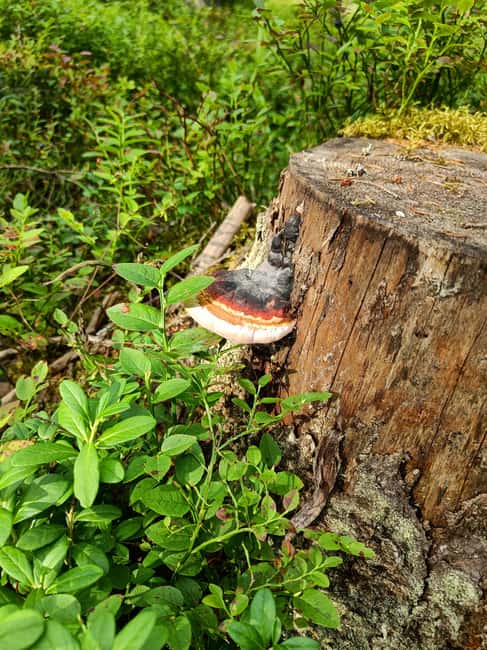 Jyväskylä: Guided Forest Walk or Hike with Campfire - Exploring Finnish Biodiversity During the Hike