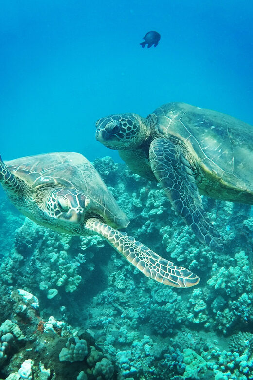 Ka'anapali Beach: Coral Reef Snorkel and Turtle Spotting - Key Points
