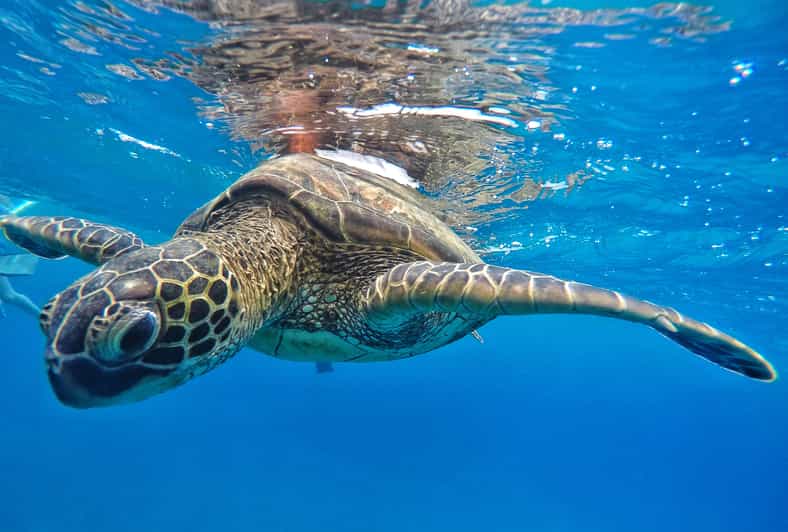 Ka'anapali Beach: Coral Reef Snorkel and Turtle Spotting - Comfortable and Family-Friendly Vessel