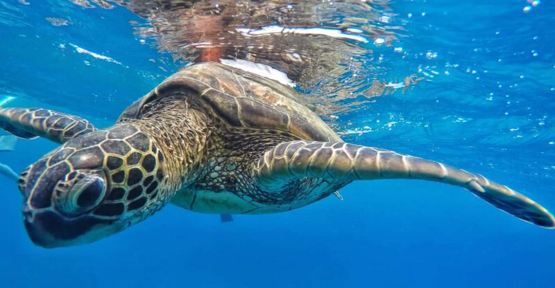 Ka'anapali Beach: Coral Reef Snorkel and Turtle Spotting - Highlights of the Marine Wildlife Encounter