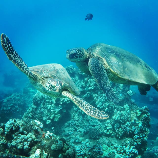 Ka'anapali Beach: Coral Reef Snorkel and Turtle Spotting - Why This Tour Stands Out in Maui
