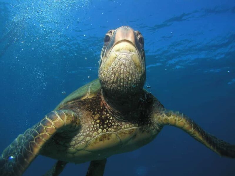 Kaanapali Lahaina: Intro Scuba Dive in Maui Strong Swimmers - Physical Requirements and Safety Precautions