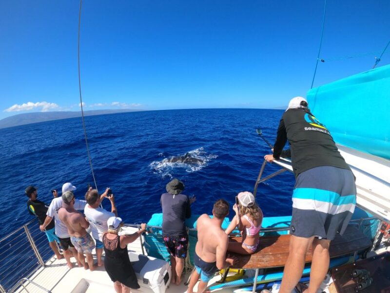 Kaanapali: Whale Watching Cruise with Open Bar - Key Points