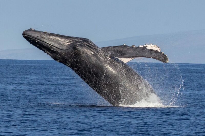 Kaanapali: Whale Watching Cruise with Open Bar - The Naturalist Guides: Knowledge and Passion on Display