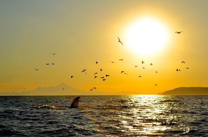 Kachemak Bay Wildlife Tour - Guides and Educational Insights