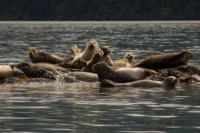 Kachemak Bay Wildlife Tour - Comparing the Wildlife and Birdwatching Focus