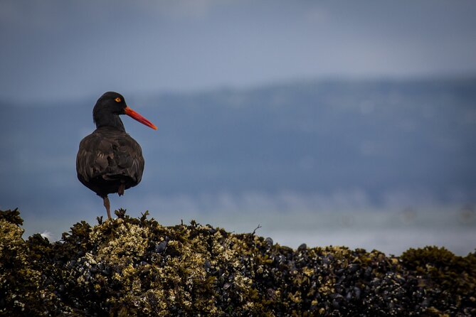 Kachemak Bay Wildlife Tour - The Experience of a Small Boat in Kachemak Bay