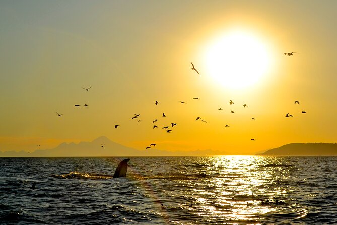 Kachemak Bay Wildlife Tour - Pricing Value and Customer Satisfaction