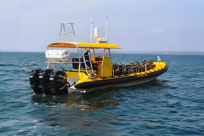 Kailua-Kona Adventure Whale Watch - What to Expect During the Wildlife Spotting