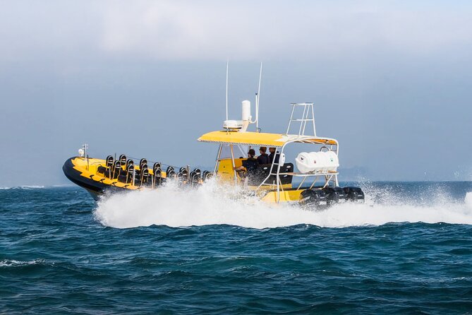 Kailua-Kona Adventure Whale Watch - An Honest Look at the Review About Shortened Trips