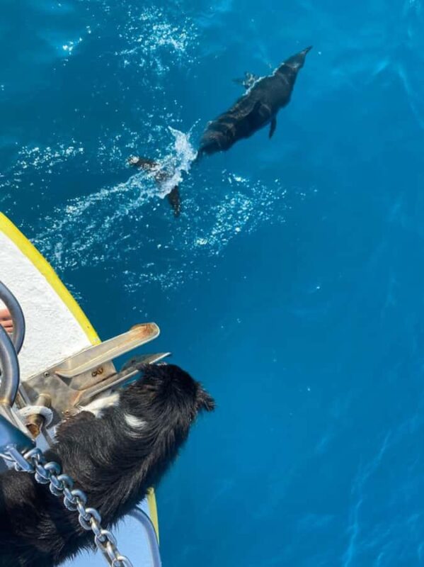 Kailua-Kona: Aquatic Safari Snorkeling Adventure - Coral Reefs and Underwater Ecosystems Explored