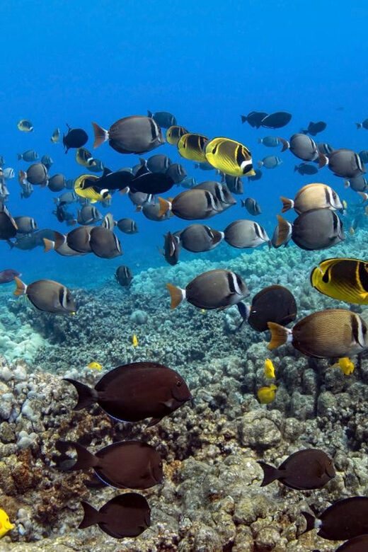 Kailua-Kona: Dolphin Watch & Double-Reef Snorkel Tour - Key Points