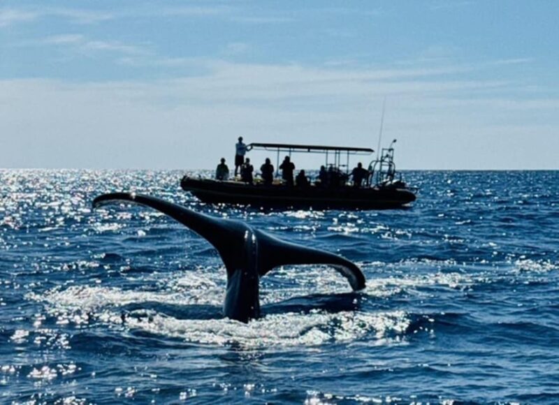 Kailua-Kona: Dolphin Watch & Double-Reef Snorkel Tour - Comfort and Convenience with Snacks and Shade Included