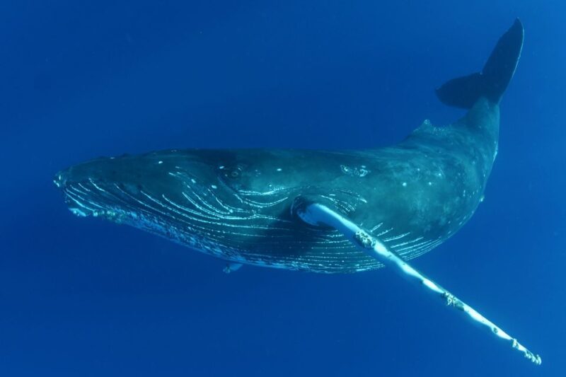 Kailua Kona: Humpback Whale Watching Adventure Cruise - Discover the Kailua Kona Humpback Whale Watching Experience for $151