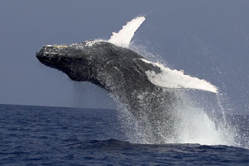 Kailua Kona: Humpback Whale Watching Adventure Cruise - How the Kailua Kona Whale Watching Tour Connects You to Nature