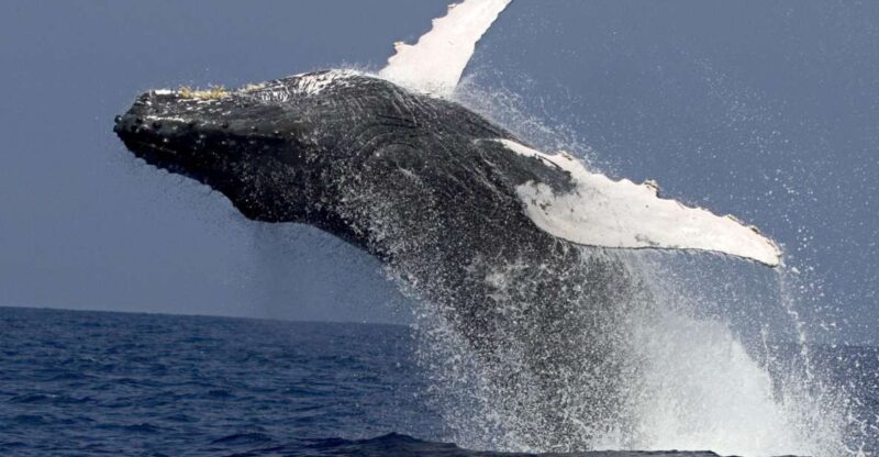 Kailua Kona: Humpback Whale Watching Adventure Cruise - The Experience from Boarding to Reboarding