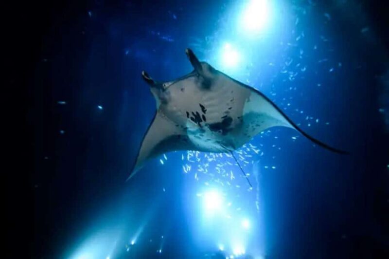 Kailua-Kona: Late Manta Snorkel Tour - Key Points