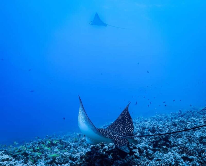 Kailua-Kona: Late Manta Snorkel Tour - Kailua-Kona Nighttime Adventure with Manta Rays