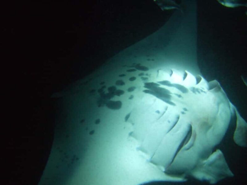 Kailua-Kona: Manta Ray Night Snorkel SMALL GROUP - Final Words: Who Will Appreciate This Tour