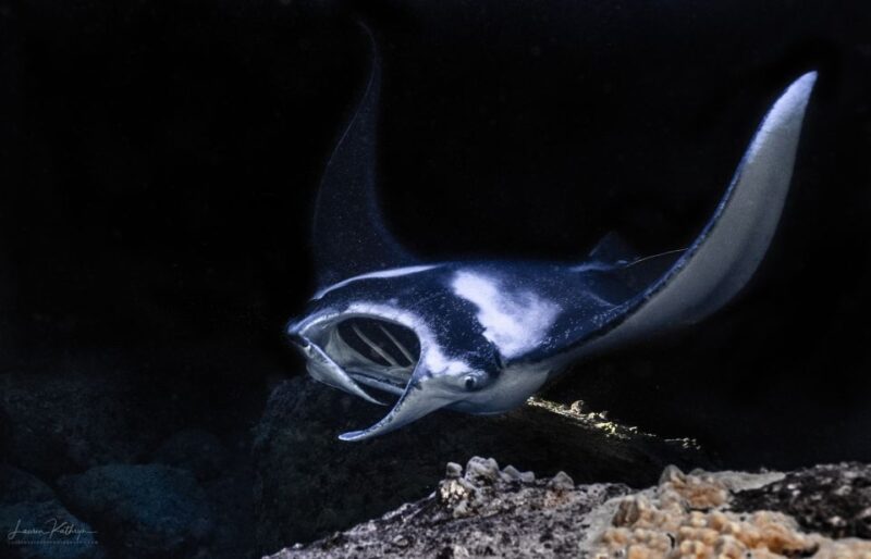 Kailua Kona: Manta Ray Night Snorkel Tour with Guide - Meeting Point and Easy Access Details