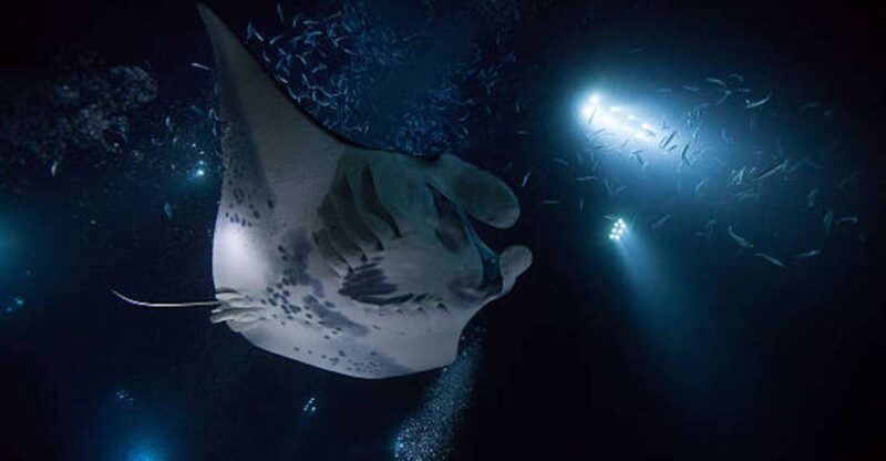 Kailua-Kona: Manta Ray Watching Nighttime Boat Trip - The Boat Experience and Crew Details