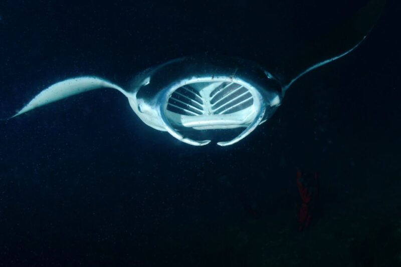 Kailua Kona: Night Manta Ray Adventure on the Big Island - Viewing Manta Rays: Up Close and Personal