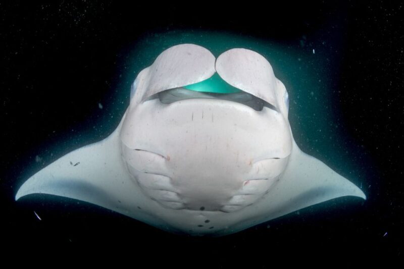 Kailua Kona: Night Manta Ray Adventure on the Big Island - Logistics: Meeting Point and Accessibility