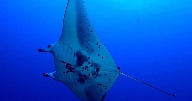 Kailua-Kona: Night Manta Snorkel or Dive - Key Points