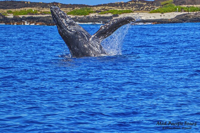 Kailua Kona Whale Watching Boat Tour Experience - Kailua Kona Whale Watching Boat Tour Experience: An Up-Close Look at Hawaii’s Marine Giants