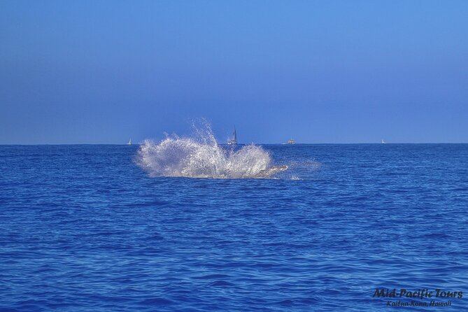 Kailua Kona Whale Watching Boat Tour Experience - The Route: Exploring the Kona Coastline and Marine Life