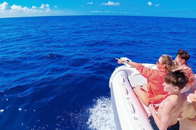 Kailua Kona Whale Watching Boat Tour Experience - The Marine Wildlife: Whales, Dolphins, and Turtles Close Up