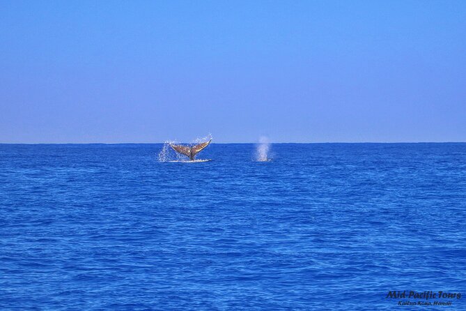 Kailua Kona Whale Watching Boat Tour Experience - Included Extras: Footage, Water, and Light Snacks