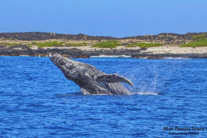 Kailua Kona Whale Watching Boat Tour Experience - The Crew: Knowledgeable and Educative Guides