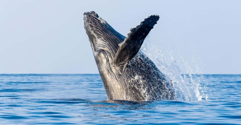 Kailua-Kona: Whale Watching Cruise on the Big Island - Discover the Ultimate Whale Watching Experience on Hawaii’s Big Island