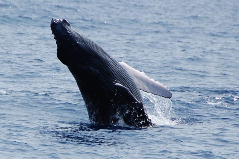 Kailua-Kona: Whale Watching Cruise on the Big Island - The Boat: Comfortable, Well-Equipped, and Intimate