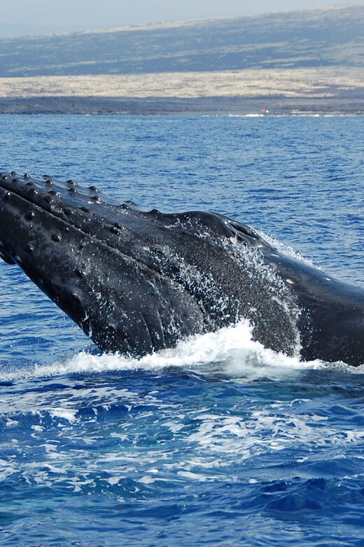 Kailua-Kona: Whale Watching Cruise on the Big Island - Spectacular Whale Sightings and Close Encounters