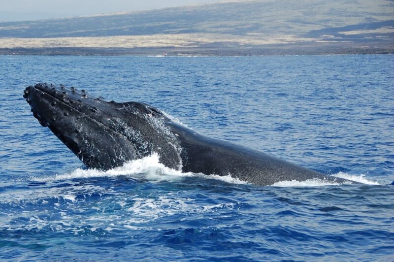 Kailua-Kona: Whale Watching Cruise on the Big Island - Snacks, Beverages, and the Relaxed Atmosphere
