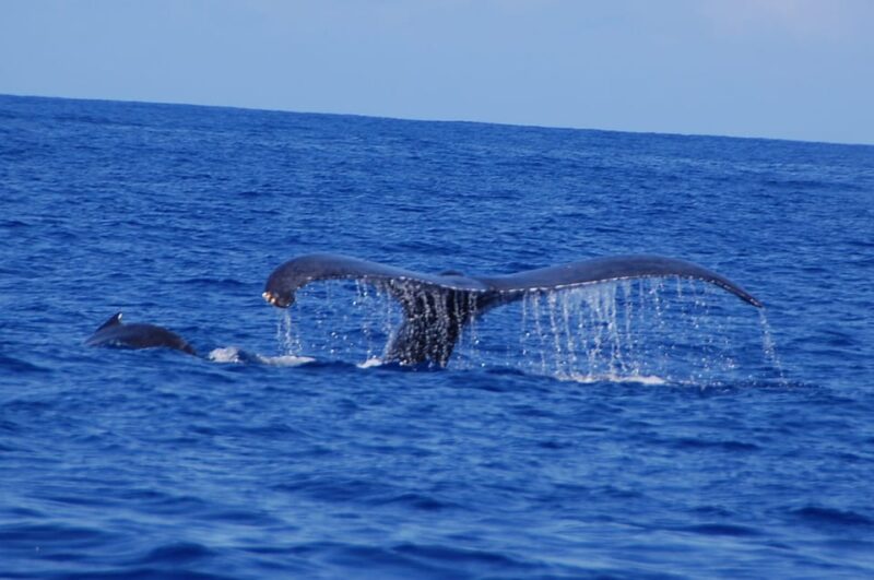 Kailua-Kona: Whale Watching Cruise on the Big Island - Timing and Pacing for the Best Whale Activity