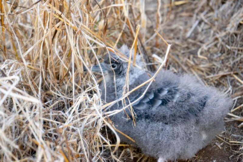 Kailua, Oahu: Guided E-Bike & Kayak Tour to Mokulua Islands - Practical Details and What’s Included