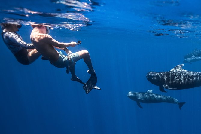 Kaimana Ocean Safari - Final Thoughts on the Kaimana Ocean Safari