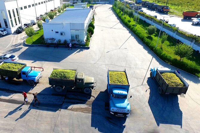 Kakheti Wine Region: Signagi and Bodbe Tour with 8 Wine Tastings - Signagi and Bodbe: A Tour for Cultural and Wine Enthusiasts